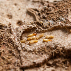 close up of termites