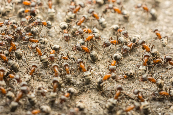 A close-up image of many ants gathering and moving on a rough, sandy surface. The ants have reddish-brown bodies with striped abdomens.