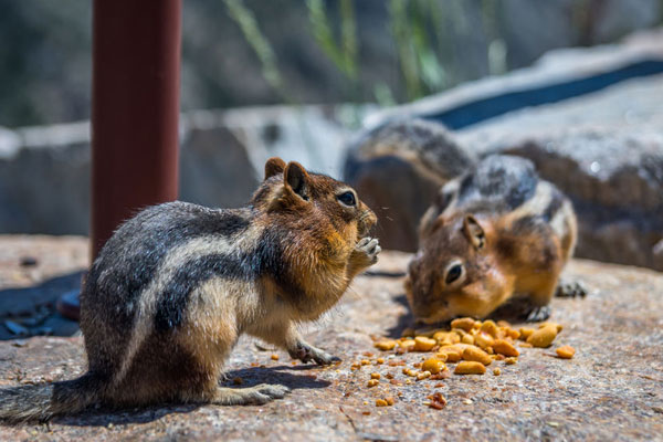 Two chipmunks on a rock, one standing and eating while the other is sniffing a pile of food on the ground.