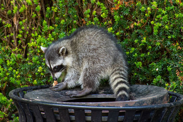 A raccoon sits on top of an outdoor garbage can, rummaging through its contents with green foliage in the background.